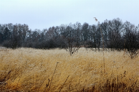 Tree nature grass marsh Photo