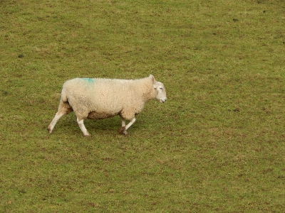 Grass field farm meadow Photo