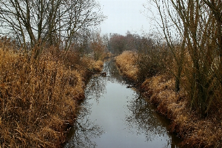 Landscape tree water nature Photo