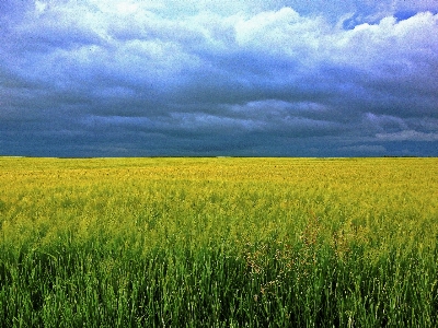 Grass horizon growth plant Photo