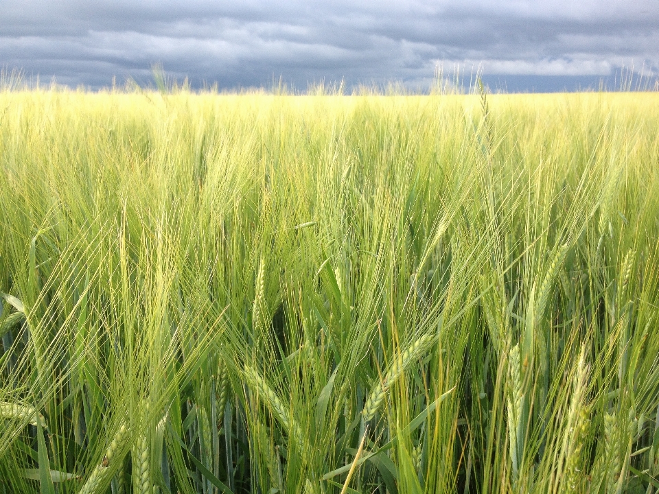 Grass plant field farm