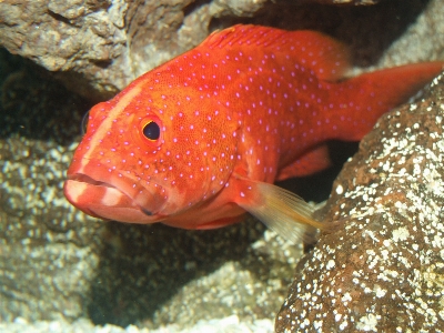 Ocean underwater red biology Photo