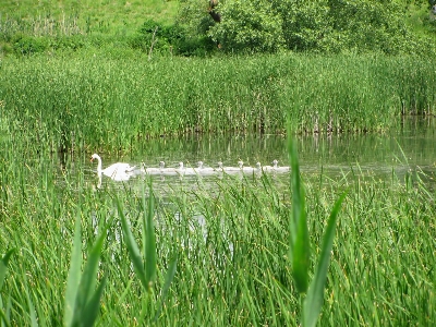 Water nature grass marsh Photo