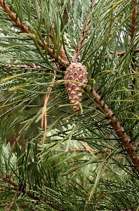 Tree branch plant wood Photo