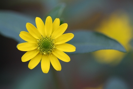 Nature blossom plant photography Photo