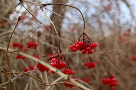 Tree nature branch blossom Photo