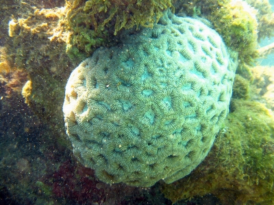 Ocean underwater green biology Photo