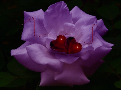 Blossom plant flower petal Photo