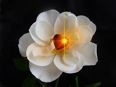 Blossom plant white flower Photo