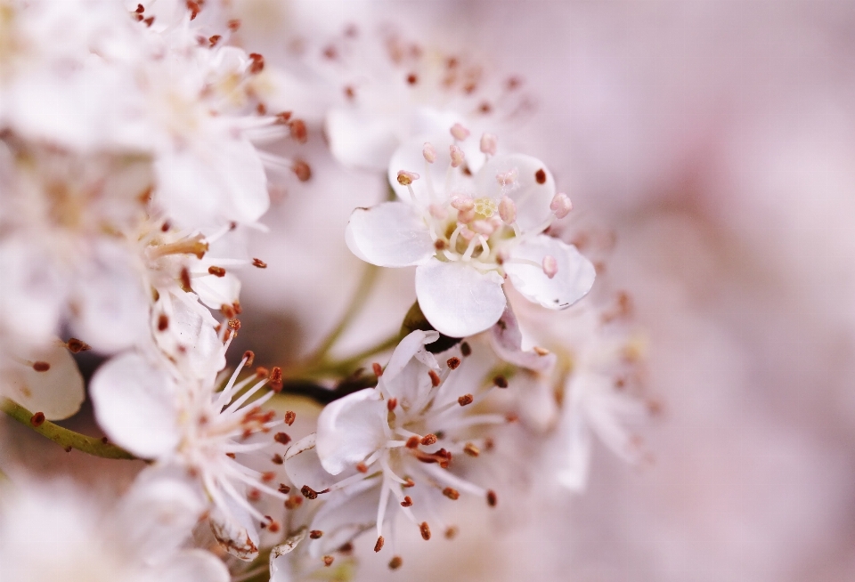 Nature bifurquer fleurir lumière