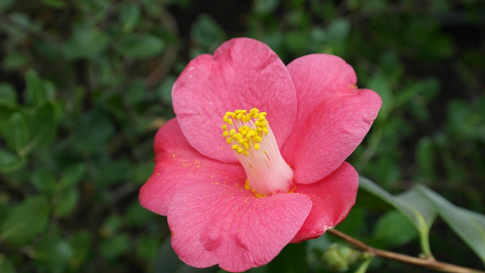 自然 花 植物 花弁