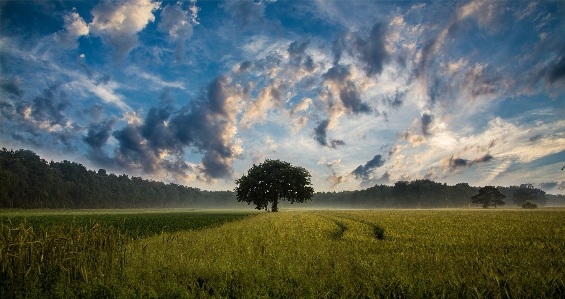 Landscape tree nature grass Photo