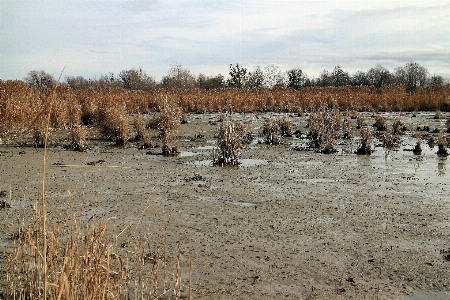 Water marsh wetlands swamp Photo