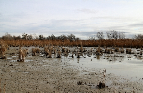 Water marsh wetlands swamp Photo