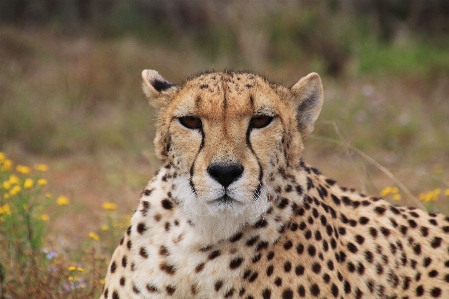 Adventure animal wildlife fur Photo