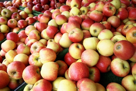 Apple plant fruit sweet Photo