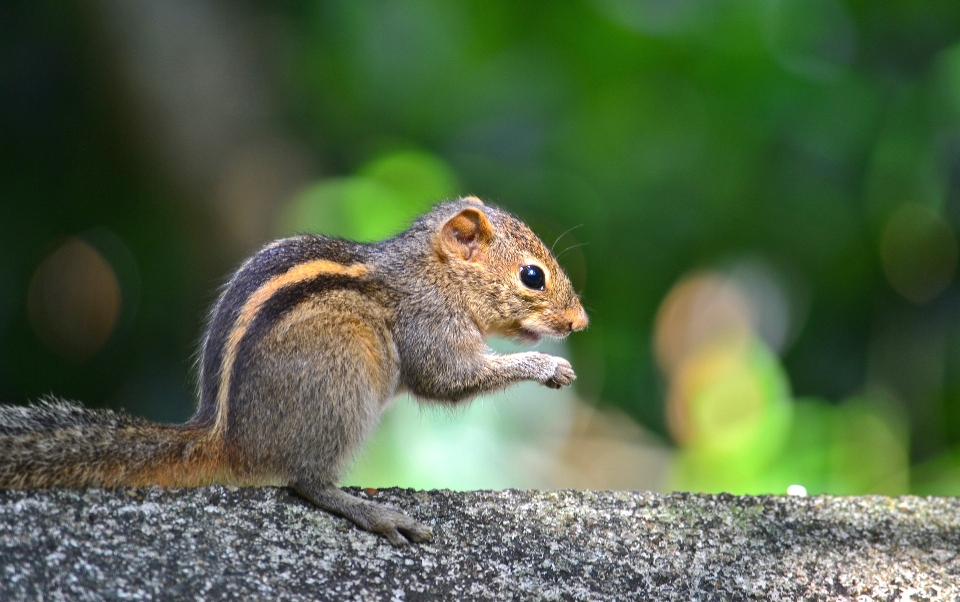 Naturaleza animal fauna silvestre mamífero