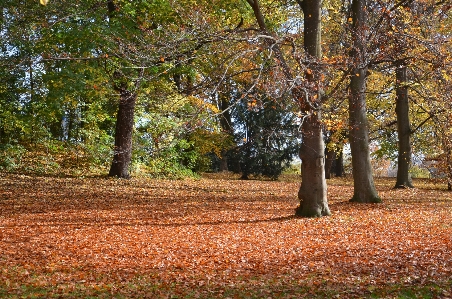 Tree nature forest plant Photo