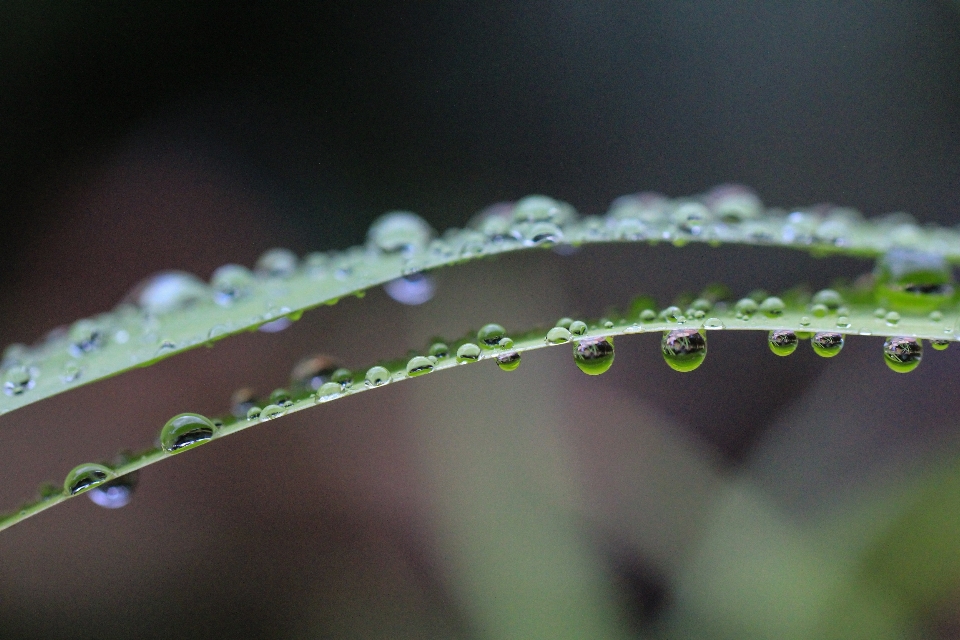 Water nature grass branch