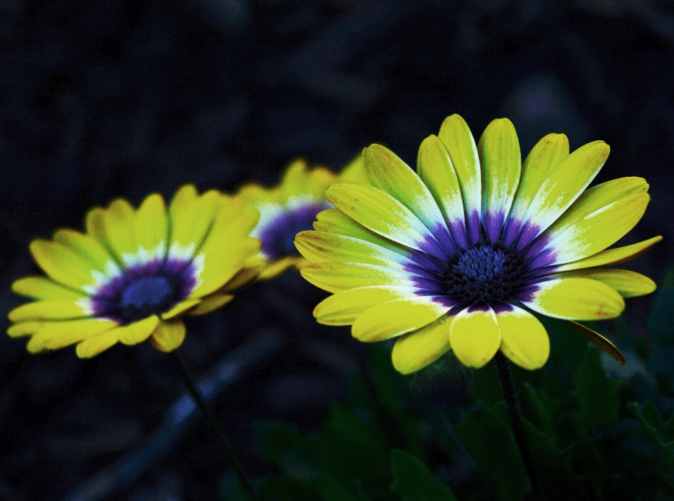 Nature blossom blur growth