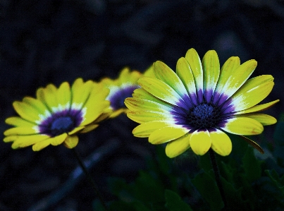 Nature blossom blur growth Photo