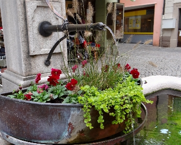 水 花 装飾 緑 写真