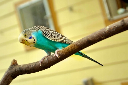 Photo Bifurquer oiseau aile animal de compagnie