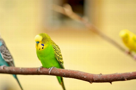 Foto Filial pássaro selvagem jardim zoológico