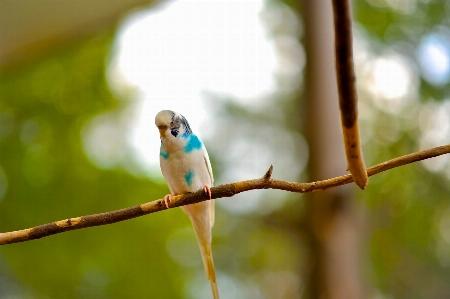 Foto Alam cabang burung margasatwa