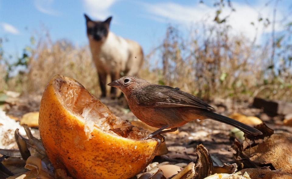 Natura ptak dzikiej przyrody kot