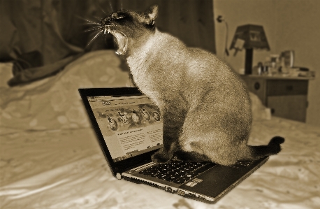 Foto Laptop satwa peliharaan kucing