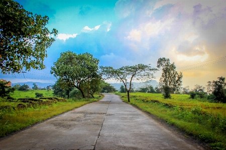 Landscape tree nature forest Photo