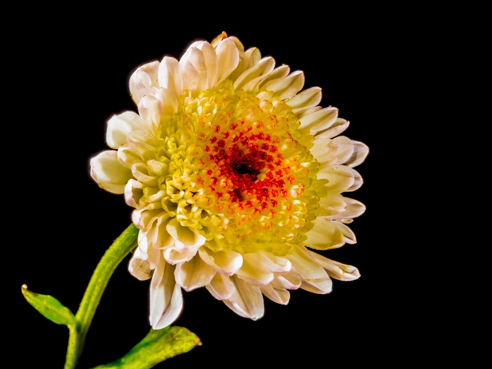 Blüte anlage blume blütenblatt