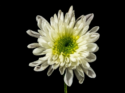 Foto Fiore bianco e nero
 pianta