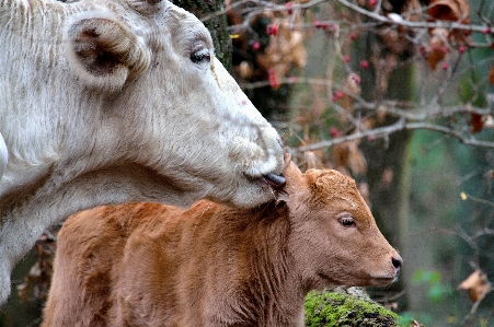 Foto Alam margasatwa kebun binatang sapi