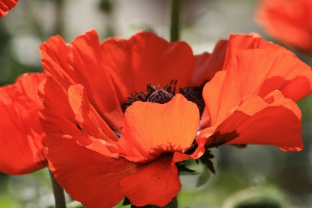 Blossom plant flower petal Photo