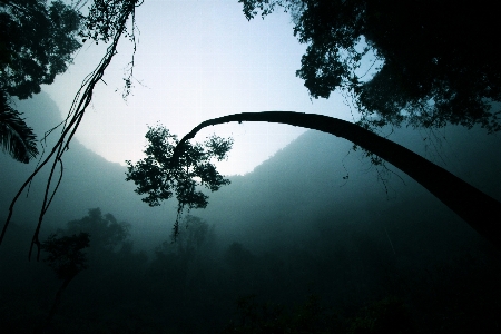 Foto Paisagem árvore natureza floresta