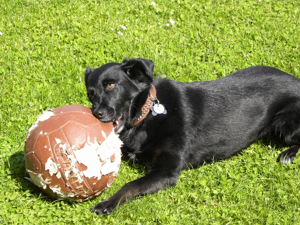 遊ぶ 子犬 犬 哺乳類