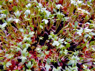 Blossom plant leaf flower Photo