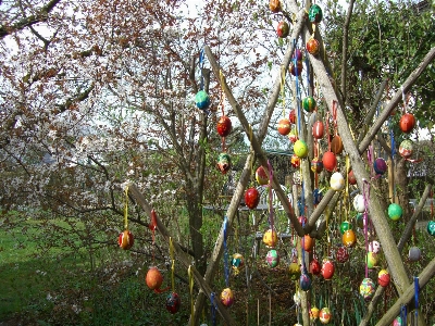 Tree branch blossom plant Photo