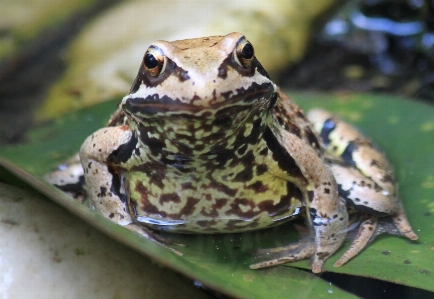 水 自然 湖 動物 写真