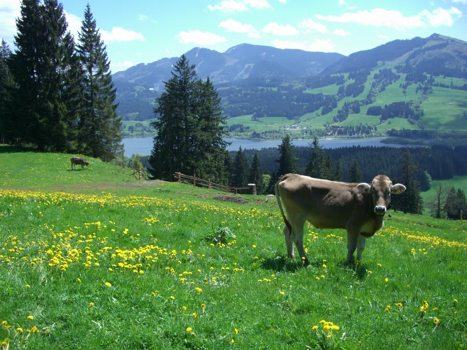 Landschaft natur gras wildnis
