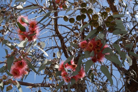 Tree branch blossom plant Photo