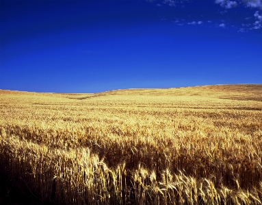 Grass horizon plant sky Photo