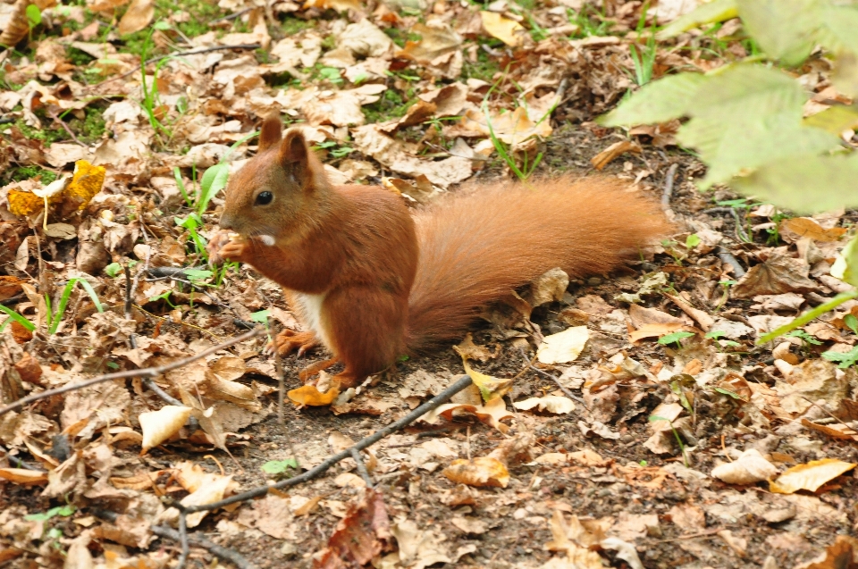 Animal fauna silvestre otoño parque