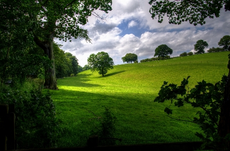 Landscape tree nature forest Photo