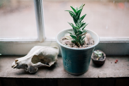 Table cactus blur plant Photo