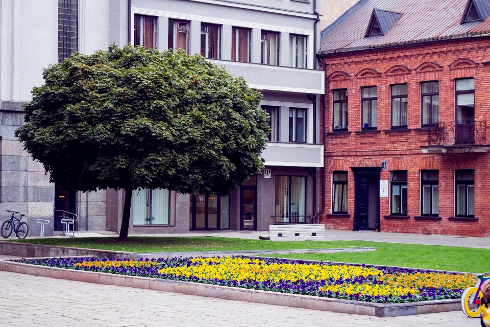 Baum gras die architektur straße