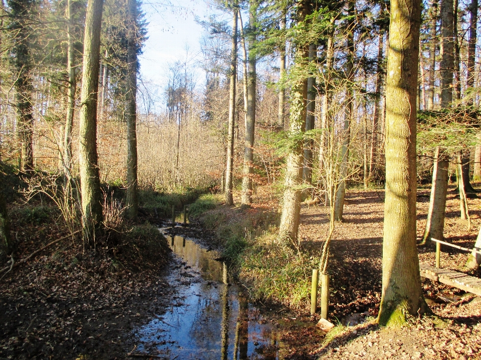 Arbre forêt marais région sauvage
