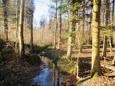 Tree forest swamp wilderness Photo